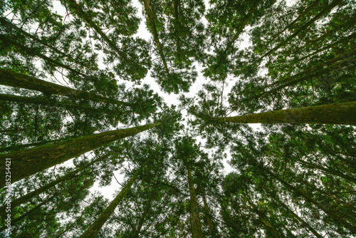 The trees are so dense that you can't even see the sky.