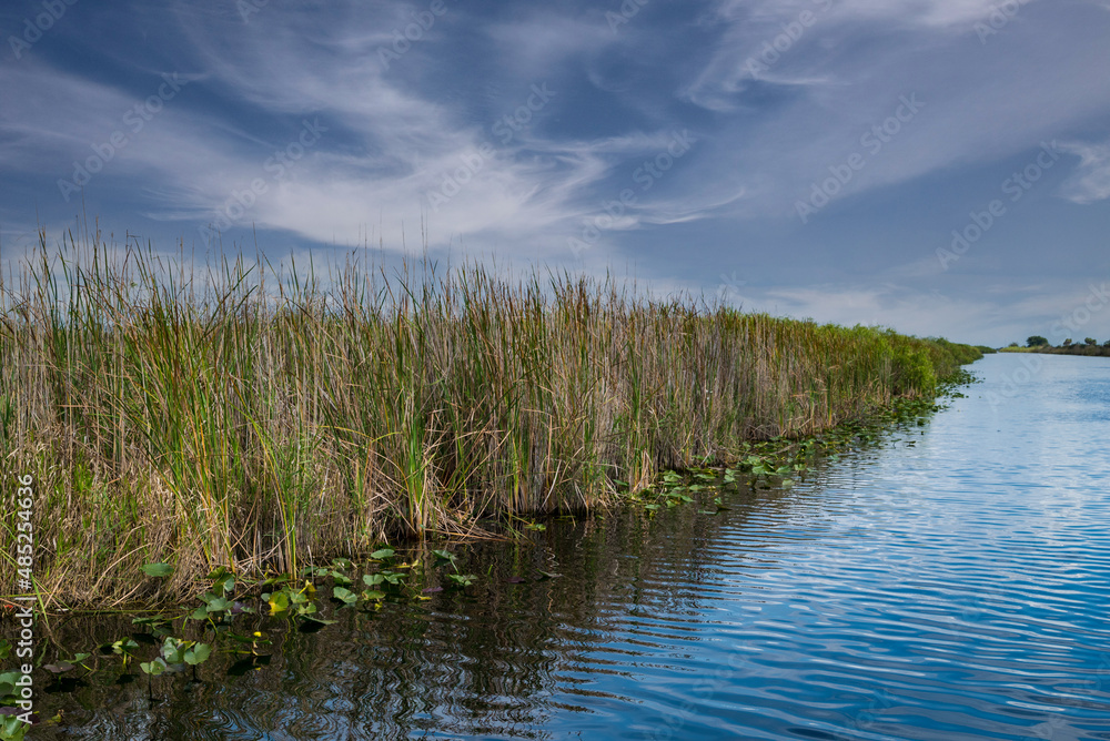 Florida Everglades Green Grass Wetlands With Big Blue Sky and White Clouds