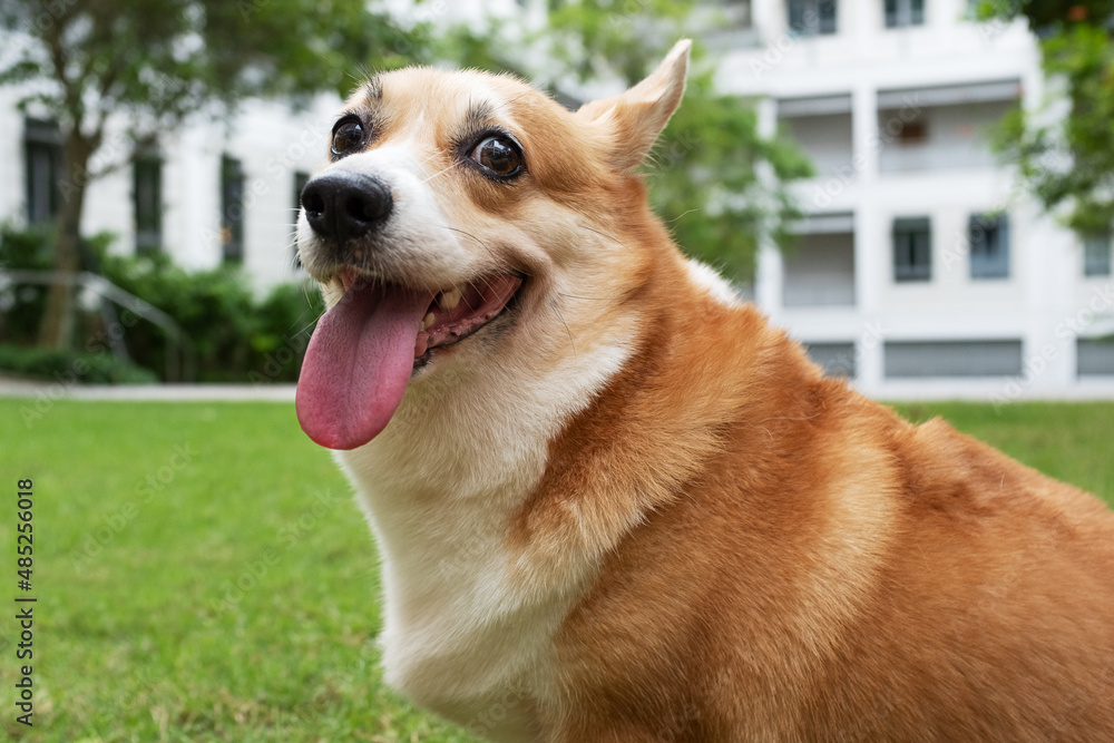 Cute Corgi Smiling With Tongue Out Cute Corgi Smiling With Tongue Out