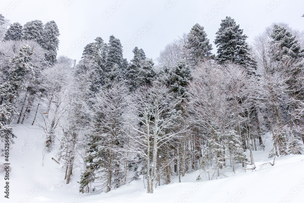 Winter snow-covered forest in the mountains, majestic slopes in snow captivity. Winter snow-covered forest in the mountains, majestic slopes in snow captivity.