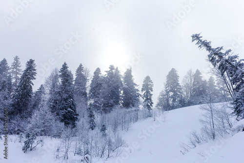 Winter snow-covered forest in the mountains, majestic slopes in snow captivity.