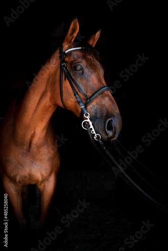 portrait of a horse © CJO Photography
