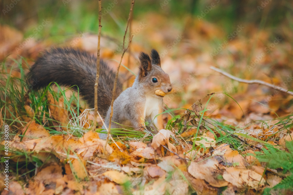 a small beautiful squirrel is looking for nuts in the autumn forest to stock up for the winter a small beautiful squirrel is looking for nuts in the autumn forest to stock up for the winter