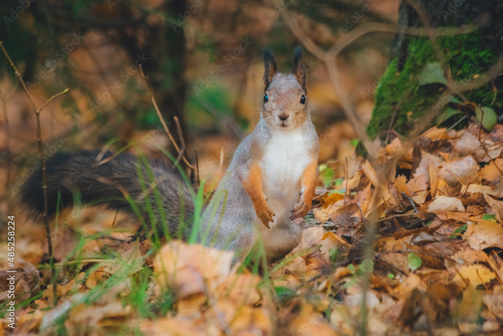 a small beautiful squirrel is looking for nuts in the autumn forest to stock up for the winter a small beautiful squirrel is looking for nuts in the autumn forest to stock up for the winter