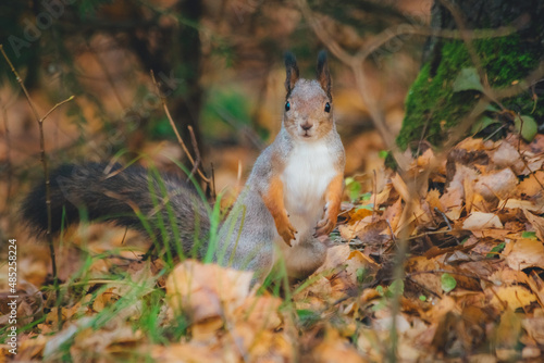a small beautiful squirrel is looking for nuts in the autumn forest to stock up for the winter © Dmitrii