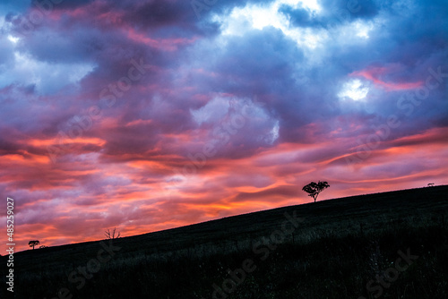 silhouette of a tree on a hill