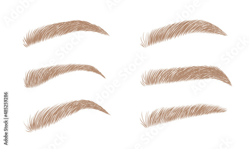 Set of blonde eyebrows in different shapes. Linear vector Illustration in trendy minimalist style. Brow bar logo.