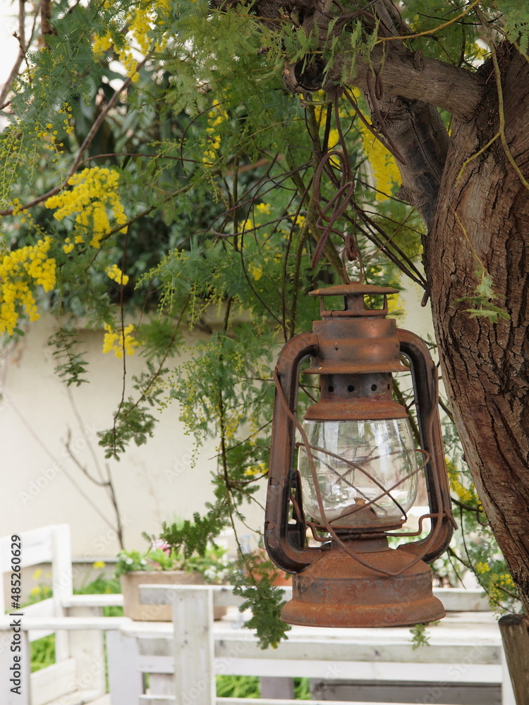 ミモザの木に付けられた古のランプ