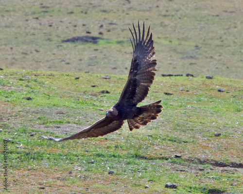 Golden Eagle