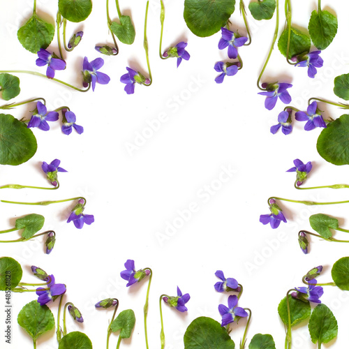 Flower patern. Festive frame pattern of violets on a white background