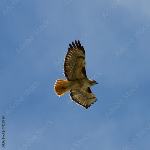 Red Tail Hawk