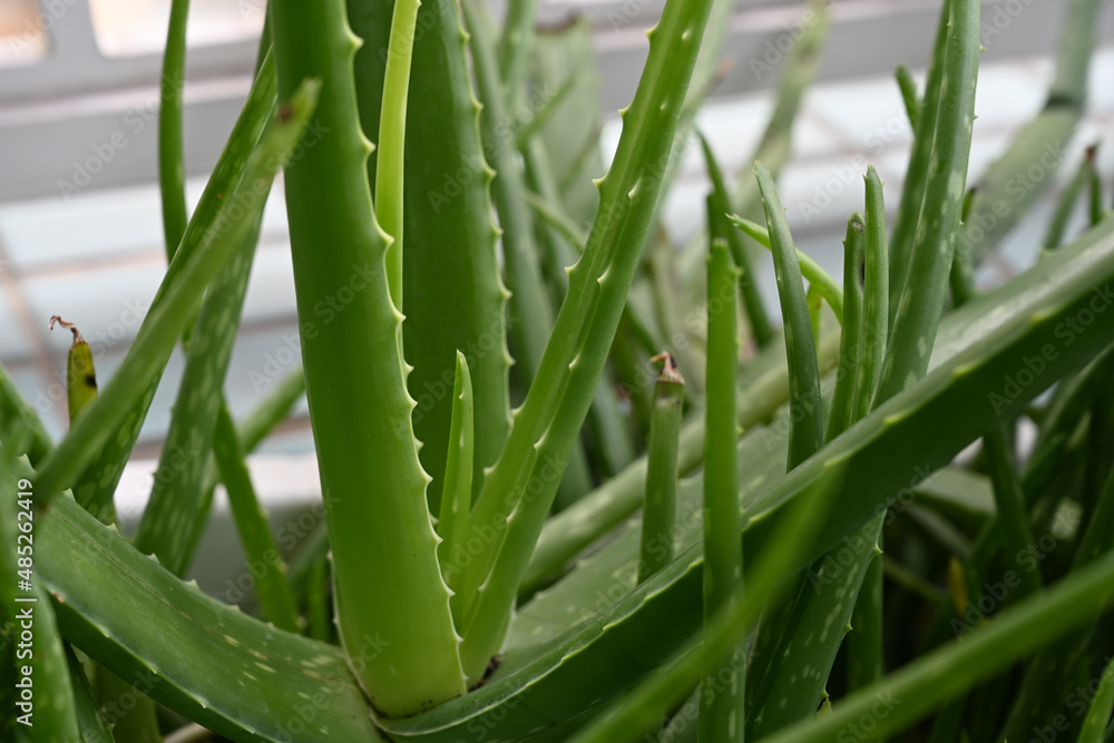 Obraz premium Aloe vera