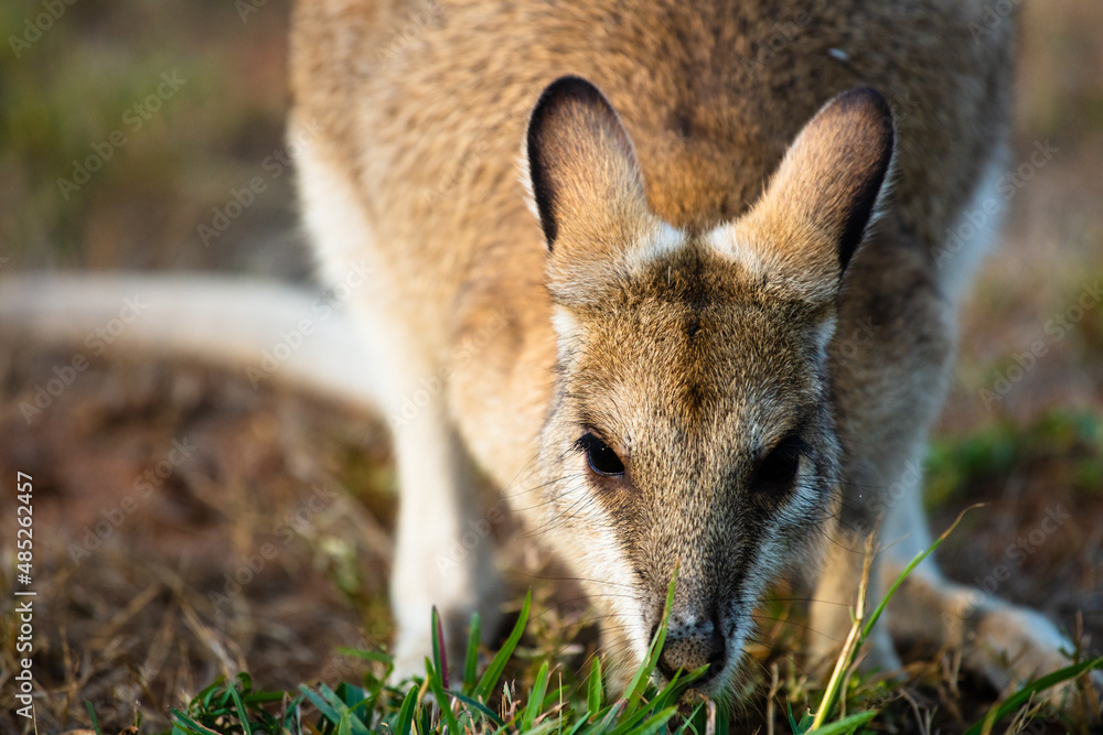 A solitary common Agile Wallaby in Lorella Springs, Northern Territory A solitary common Agile Wallaby in Lorella Springs, Northern Territory