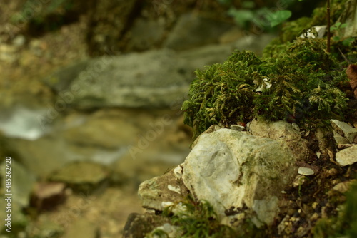 green moss grows on a gray stone