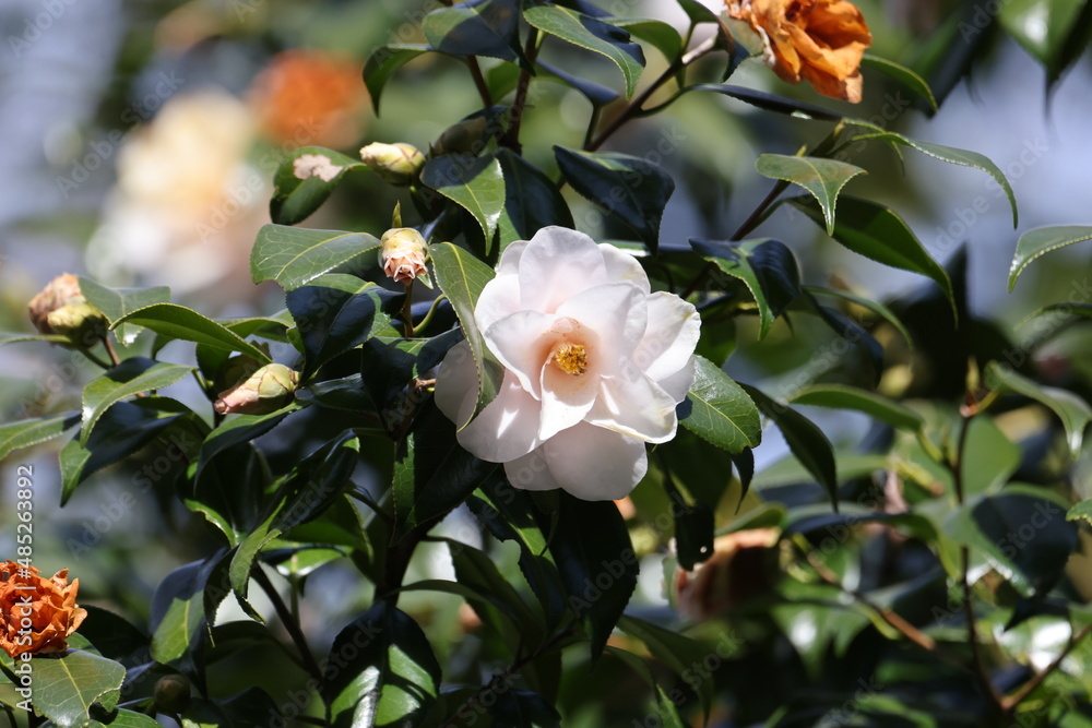 Obraz premium 綺麗いに咲いている椿の花の写真