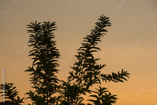 silhouette photo of tree branch leaves against sunset sky