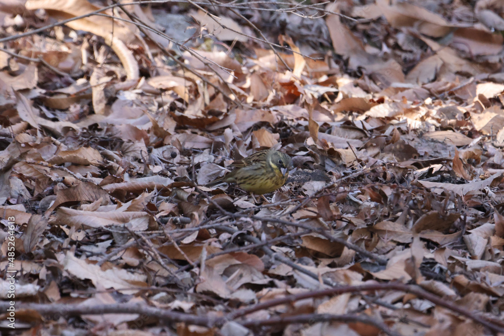 草むらで餌を探しているアオジの写真