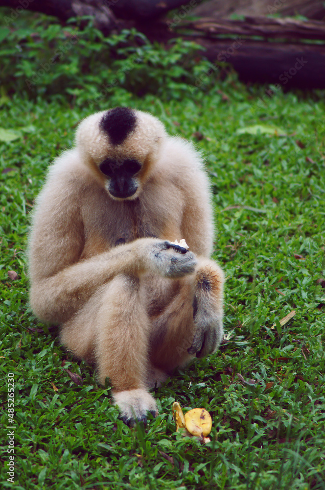 Obraz premium Cute monkey with fruit, Asian monkeys 