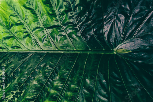 detail of palm leaf, dark green nature background