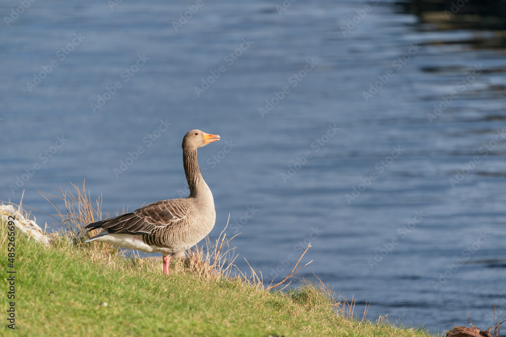 The Greylag Goose (Anser anser)