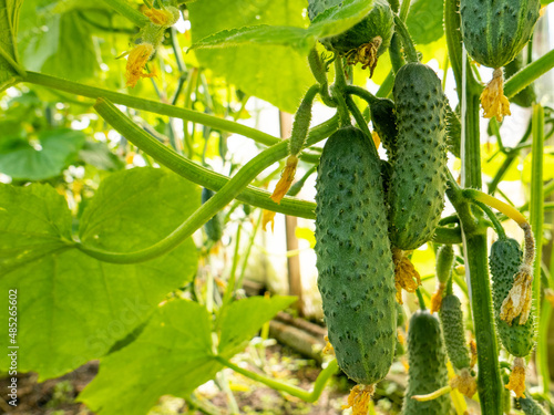 green cucumbers of various sizes weigh on whips with yellow flowers.