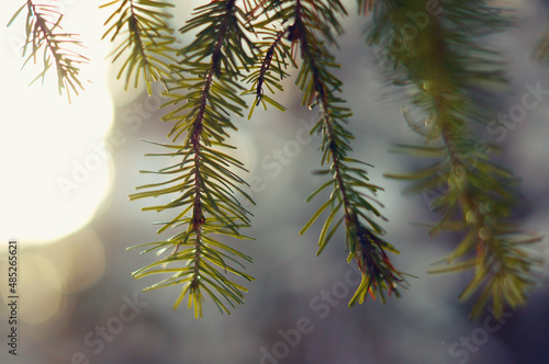 branches of a fir tree