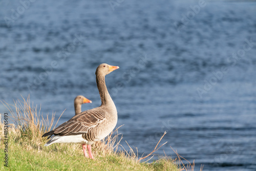 The Greylag Goose (Anser anser)