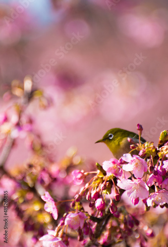 河津桜とメジロ