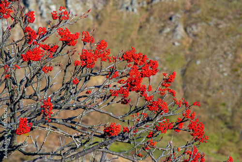 Beautiful red rowan berries in the autumn mountains. photo