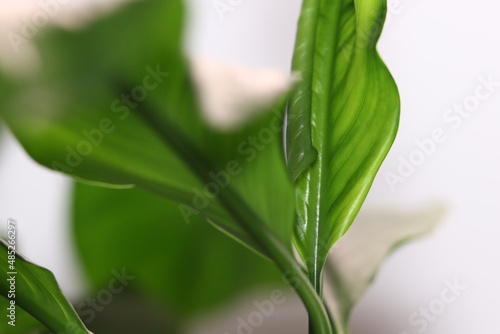 leaves green background blurred desktop wallpaper
