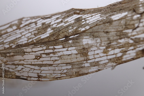 dried leaf skeleton, structure, holes
