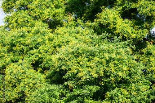 Majestic green foliage of the Sophora Japonica, Feltre, Belluno, Italy