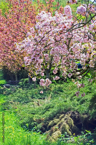 Fototapeta Naklejka Na Ścianę i Meble -  Spring in the garden