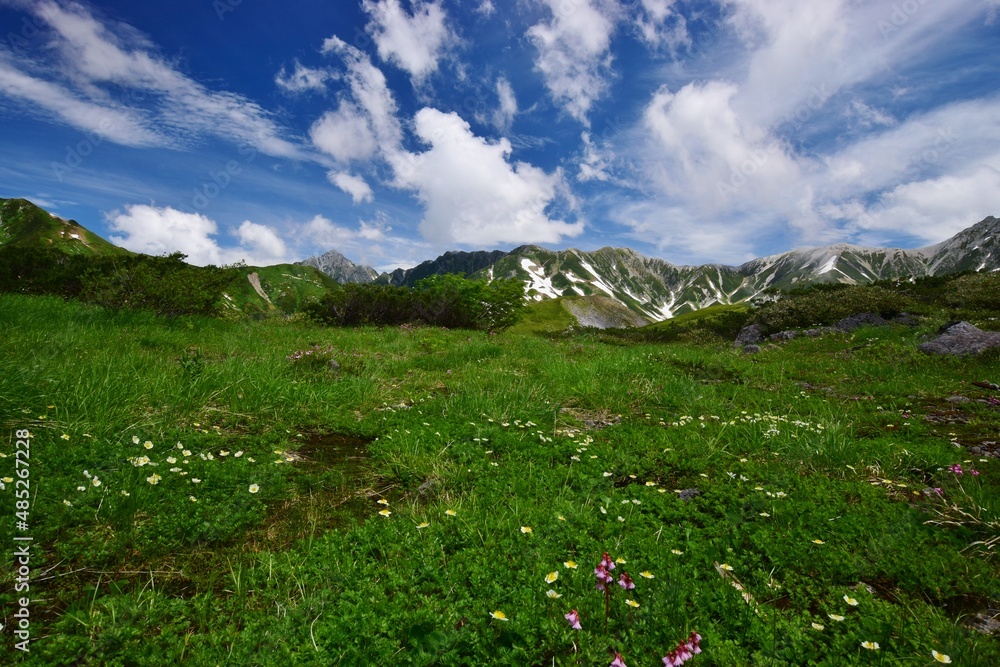 Fototapeta premium 立山連峰 初夏の風景