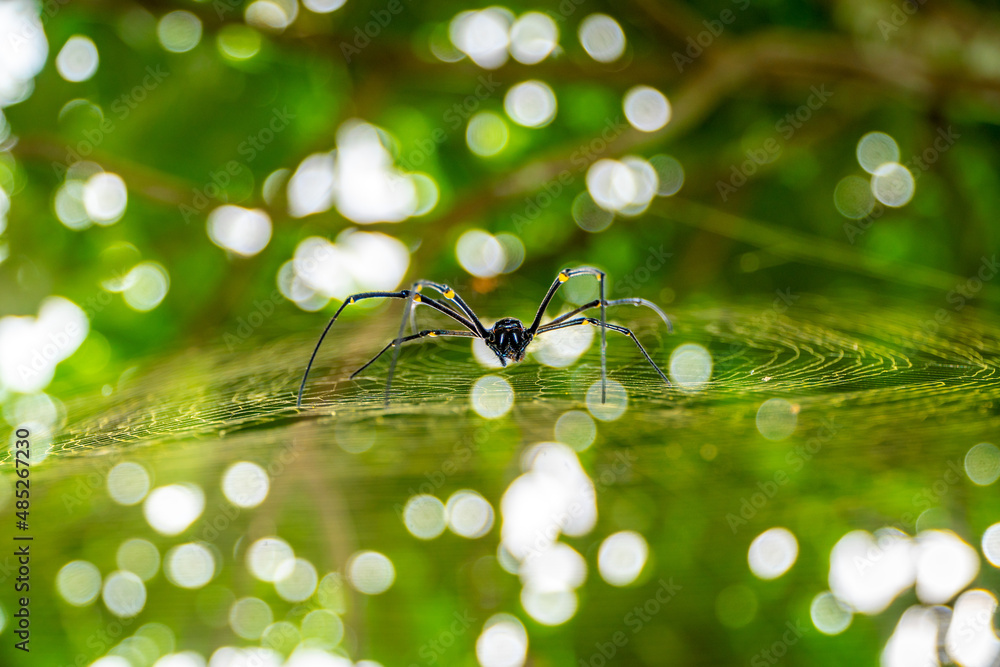 big-black-spider-in-the-wild-black-spider-in-its-cage-during-the-day