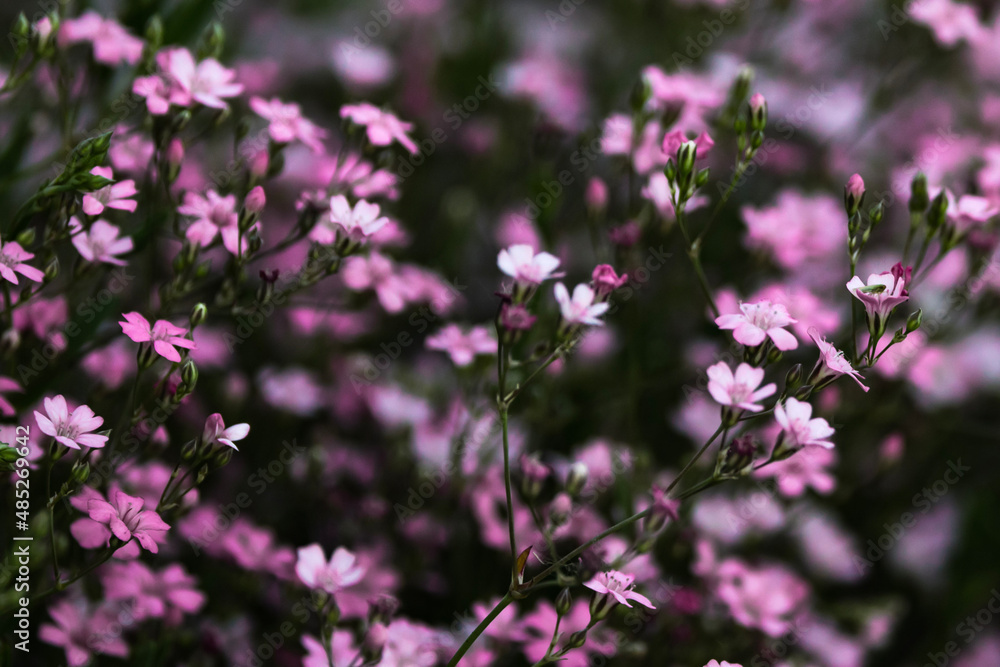 flowers in the field flowers in the field