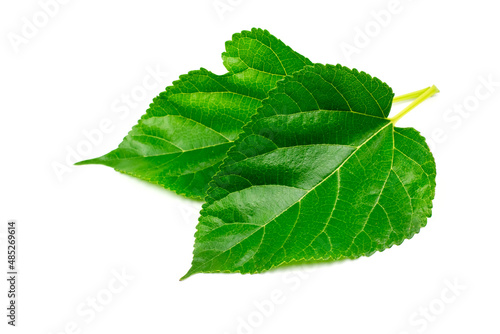 Two mulberry leaf isolated on white background.