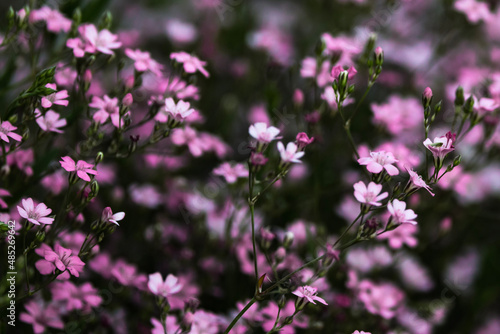 flowers in the field