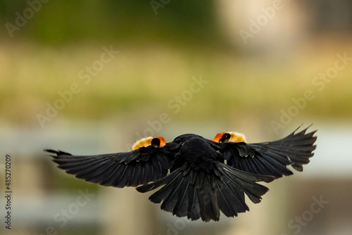 red winged blackbird