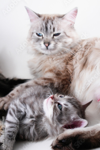 Mother cat and her newborn kitten close-up  © Orhan Çam