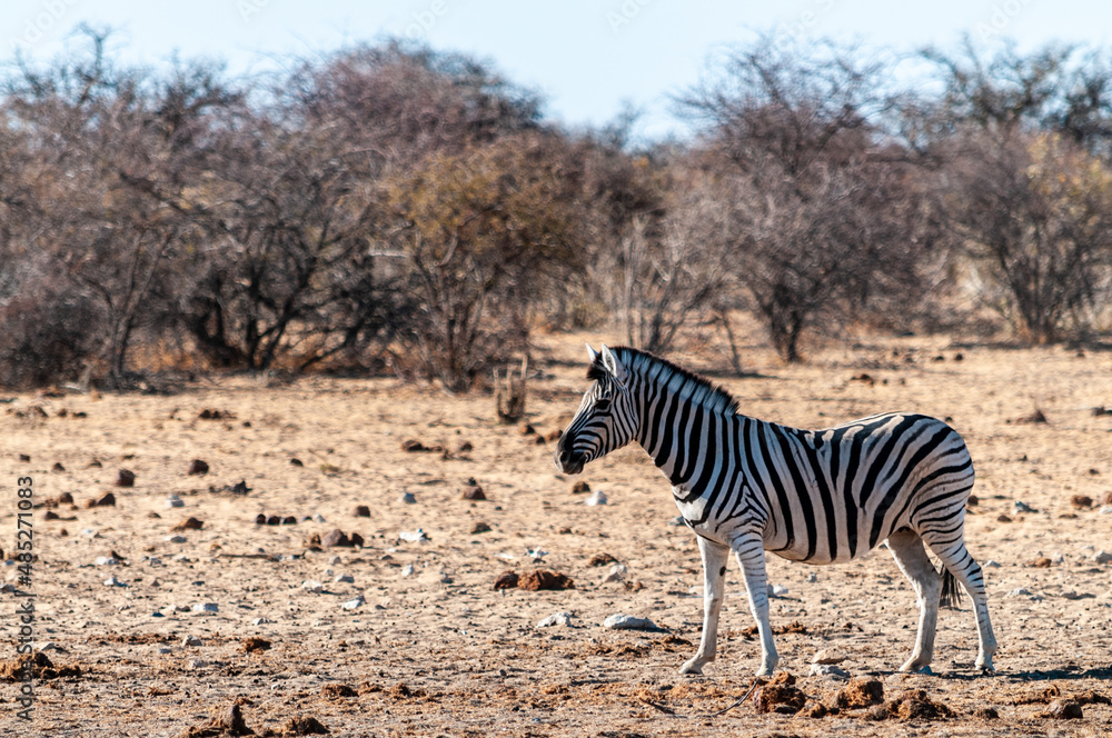 Obraz premium One Burchell's Plains zebra -Equus quagga burchelli- walking on the plains of Etosha National Park, Namibia.