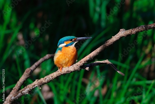 The kingfisher perching on a twig © ikwc_expf