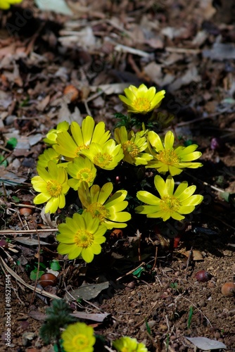 Amur adonis  Pheasant s eye   Flower to tell the spring arrival