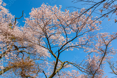 春の奈良県・吉野山で見た、満開の桜と背景の青空
