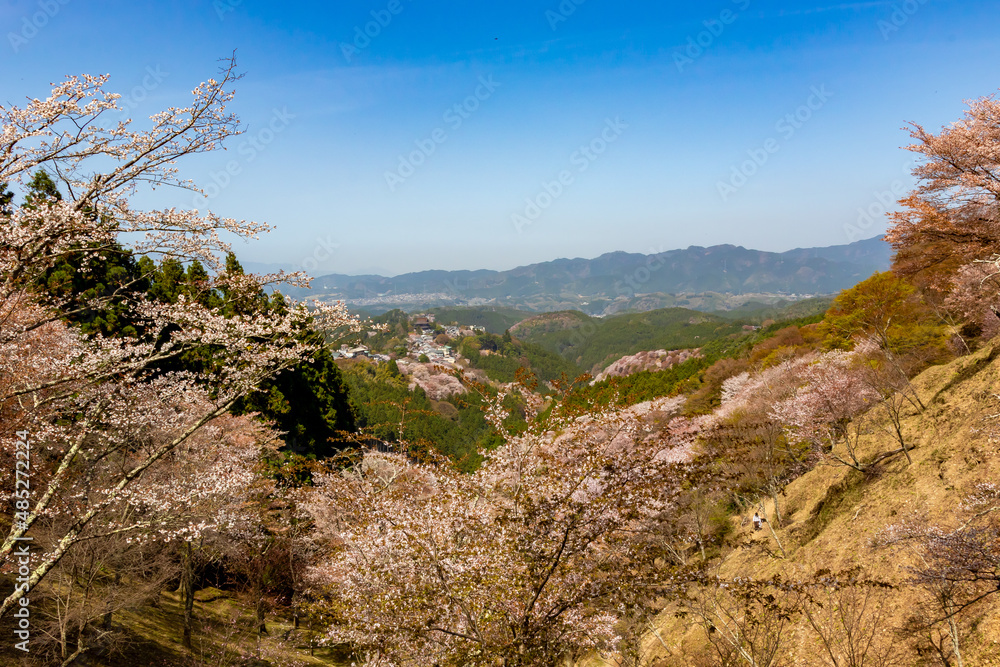 春の奈良県・吉野山で見た、上千本周辺の桜と霞む青空