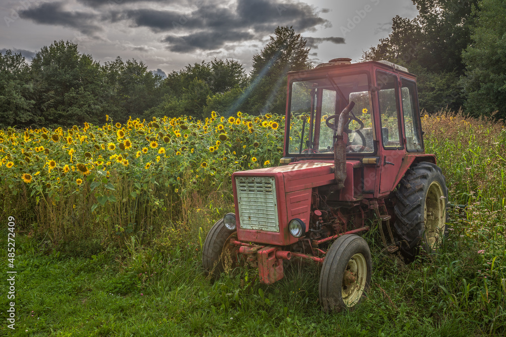 Stary traktor na polu słoneczników - obrazy, fototapety, plakaty 