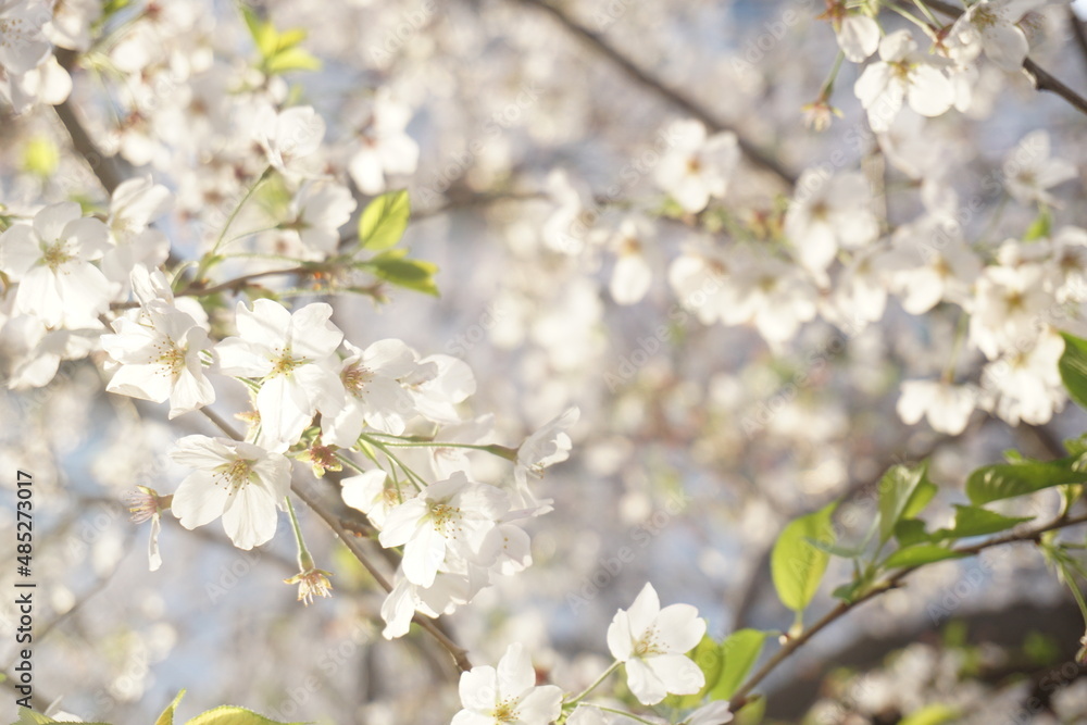 桜