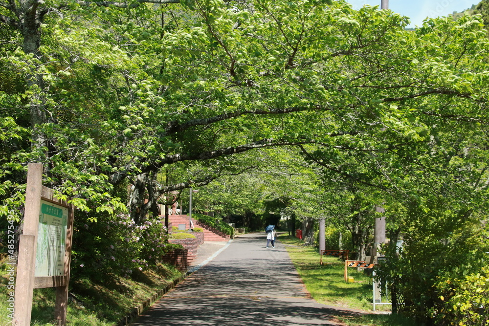 日本一低い谷中中央分水界がある水分れ公園の新緑の小径（兵庫県丹波市氷上町石生)