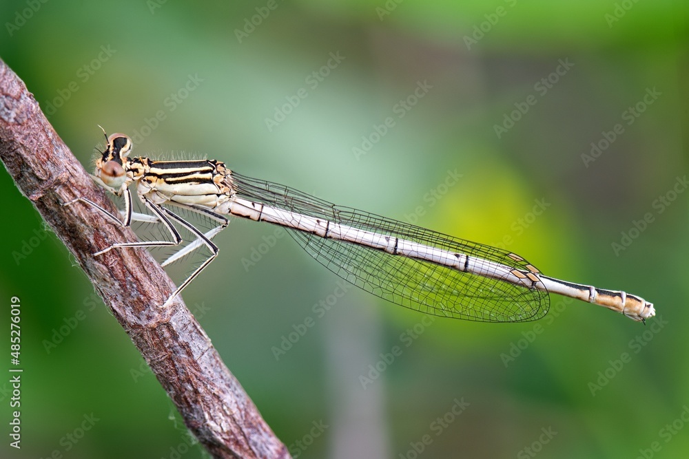 close up of a dragonfly close up of a dragonfly