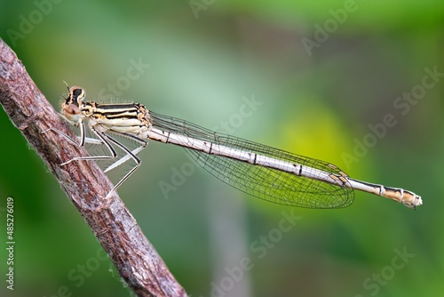 close up of a dragonfly © Мария Быкова